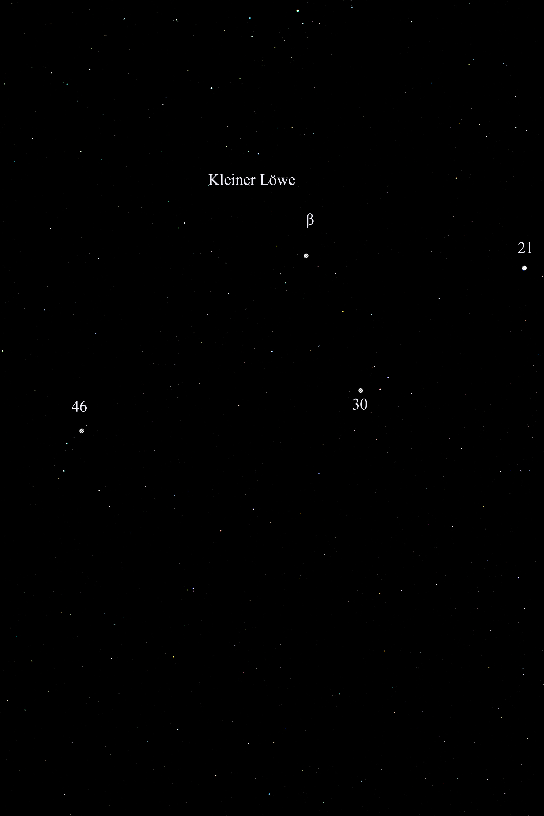Kleiner Loewe